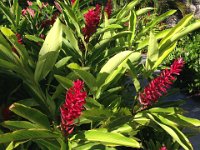 Flora and Fauna